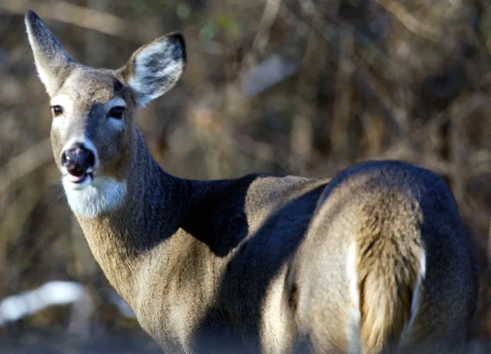 With hunting season underway, DIFS encourages drivers to understand coverage for vehicle-deer collisions